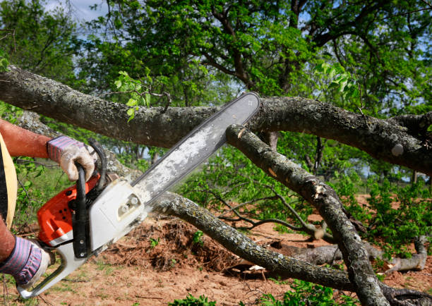 Best Tree Clearing Services  in Mbria, CA